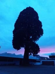 Arbre remarquable 